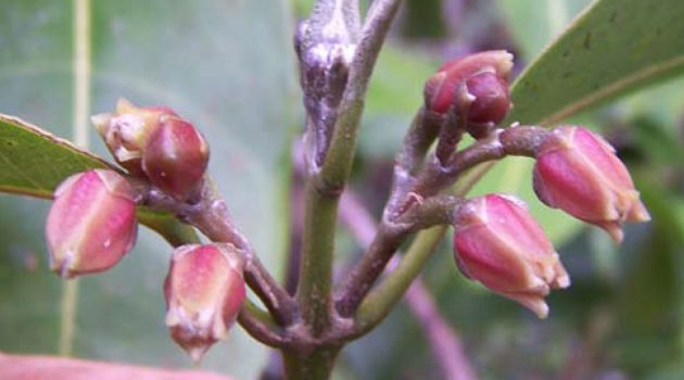 Flowers of "M. oppenheimeri" (Photo by Frank Oppenheimer)