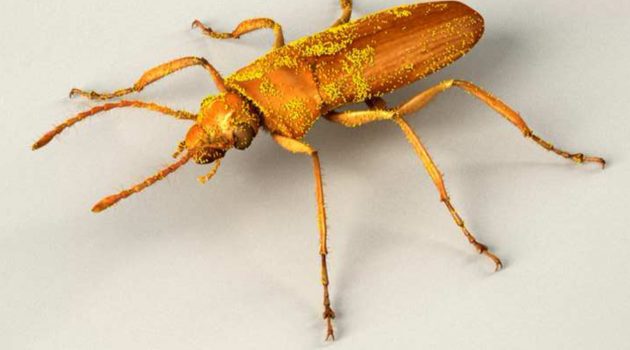 This 3D model of "Darwinylus marcosi" shows how the beetle may have looked before it became stuck in tree resin 105 million years ago. The distribution and density of pollen on "D. marcosi's" body is inferred from the density of the shed pollen in the amber surrounding the beetle. (Image  Courtesy José Antonio Peñas, digital scientific illustrator from Madrid, Spain).