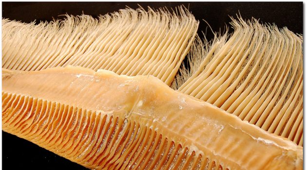 Humpback baleen. Baleen or whalebone is a filtering structure in the mouth of most whales, which they use to feed by sieving small animals from large mouthfuls of seawater. Instead of teeth these whales have rows of baleen plates in the upper jaw-flat, flexible plates with frayed edges, arranged in two parallel rows, looking like combs with thick hair at the end of each comb tooth. Baleen is not in fact composed of bone, but of the protein keratin, the same substance as hair, horn, scales, claws and nails. Baleen whales use these combs for filter feeding. (Flickr photo by Randall Wade Grant)