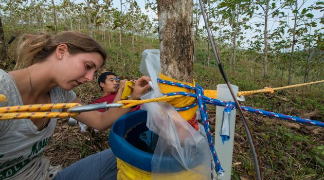 STRI fellow Katherine Sinacore and intern Rand Snyder take measurements of water consumed by a cut teak tree at Smithsonian Tropical Research Institute's Agua Salud research site on Mar 11, 2015. (Photo by Sean Mattson)