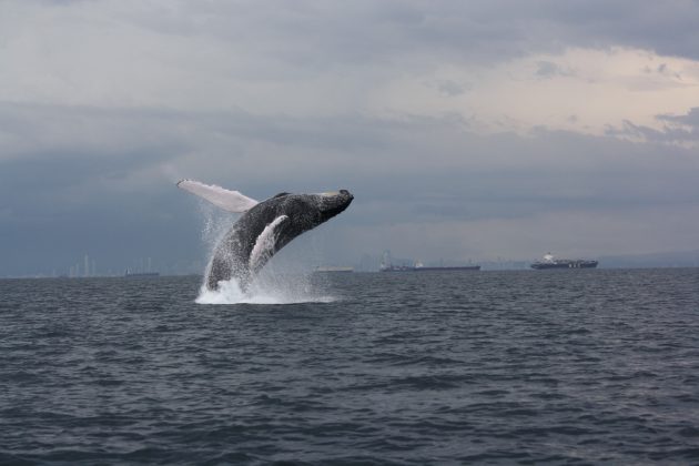 breach