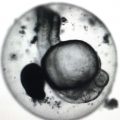 fish egg