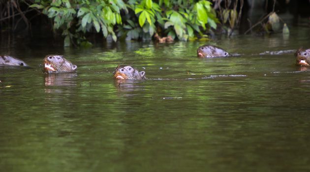 With voices joined in chorus, giant otter families create a distinct sound signature