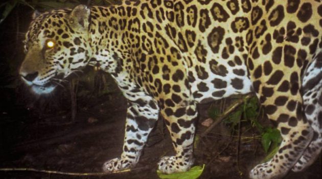 Jaguar conservation depends on neighbor attitudes