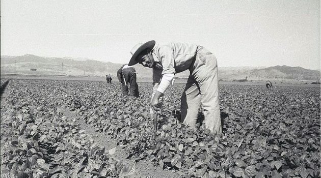 A bracero stoops down with a short-handled hoe to cultivate a pepper field in California. This 1956 photo by Leonard Nadel is in the collection of the Smithsonian's National Museum of American History.