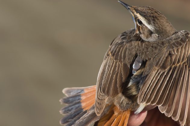 backpack on bird